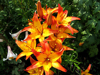 Image showing yellow and red lilies