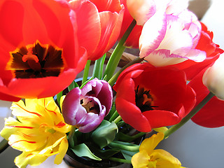Image showing beautiful tulips