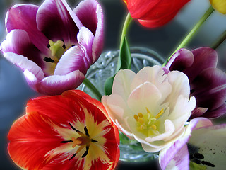 Image showing beautiful tulips