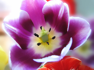 Image showing closeup of beautiful tulip 