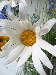 Image showing big chamomile
