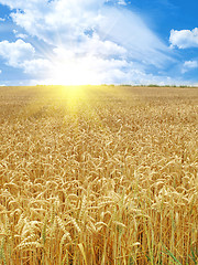 Image showing grain field and sunny day