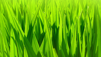Image showing fresh green leaves background    
