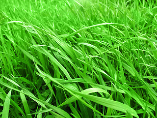 Image showing green grass