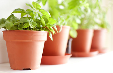 Image showing Herbs in Pots 