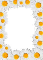 Image showing Oxeye Daisies Frame