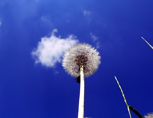 Image showing Dandelion