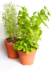 Image showing Herbs in Pots