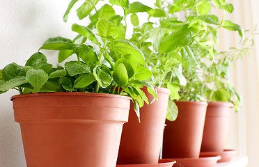 Image showing Herbs in Pots