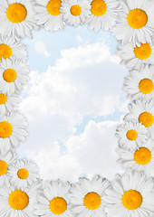 Image showing Oxeye Daisies Frame