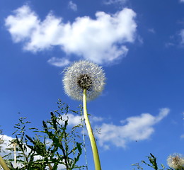 Image showing Dandelion