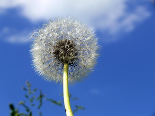 Image showing Dandelion