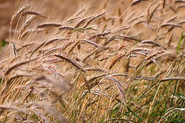 Image showing Barley background