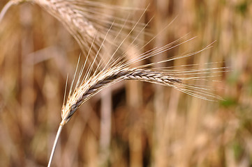 Image showing Barley background