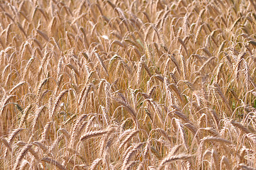 Image showing Barley background