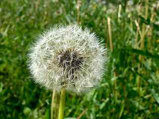 Image showing Dandelion