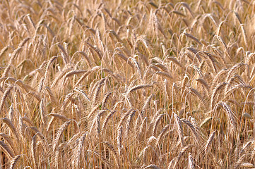 Image showing Barley background