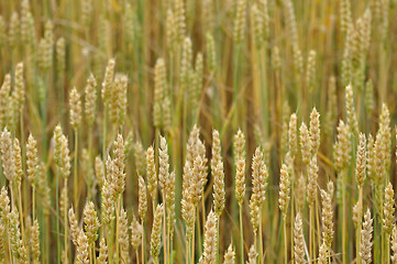 Image showing Wheat background