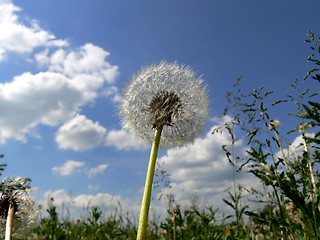 Image showing Dandelion