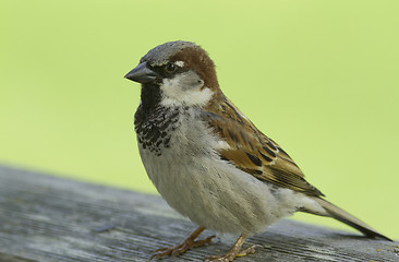 Image showing House sparrow