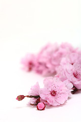 Image showing Pink Cherry Blossoms of Spring With Extreme Depth of Field With