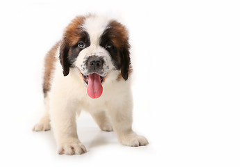 Image showing Panting Saint Bernard Puppy on White