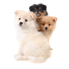 Image showing 3 Pomeranian Puppies Sitting Together on White Background