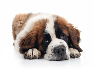 Image showing Adorable Saint Bernard Puppy Lying Down