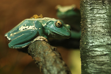 Image showing Curious Chinese Gliding Frog Sitting on a Tree Branch