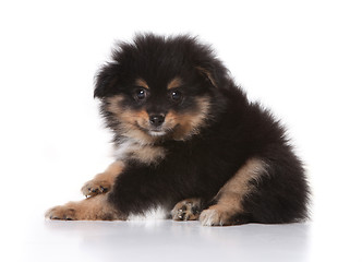 Image showing Tan and Black Pomeranian Puppy Looking at the Viewer