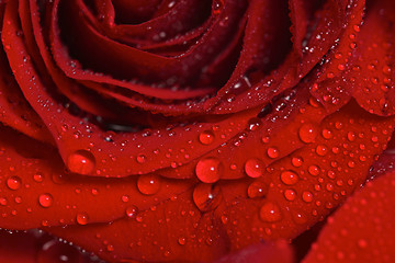 Image showing Closeup of Dew Drops on a Beautiful Red Rose