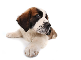 Image showing Saint Bernard Puppy Lying Down Looking Sideways