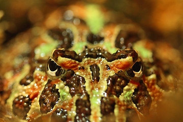 Image showing Ornate Horned Frog Staring Right at the Viewer