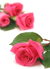 Image showing Close up of Pink Roses on a White Background