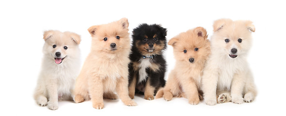 Image showing Pomeranian Puppies LIned up on White Background
