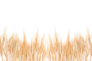 Image showing Wheat Grass Bordering on a White Background