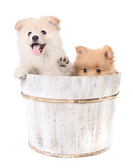 Image showing Puppies Being Playful on a White Background