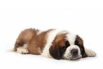 Image showing Snoozing Saint Bernard Puppy