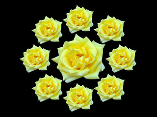 Image showing Bunch of roses