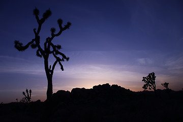 Image showing Joshua Tree Silhouette at Sunset With Blue Sky