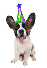 Image showing Saint Bernard With a Birthday Hat