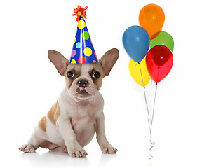 Image showing Dog With Birthday Party Hat and Balloons