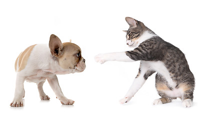 Image showing Cute Puppy Dog and Kitten on White