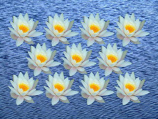 Image showing Bunch of water lily