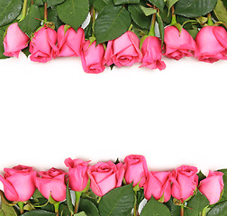 Image showing Lined up Pink Roses on White