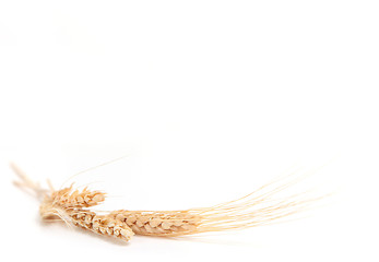 Image showing Yellow Wheat Shot in Extreme Depth of Field