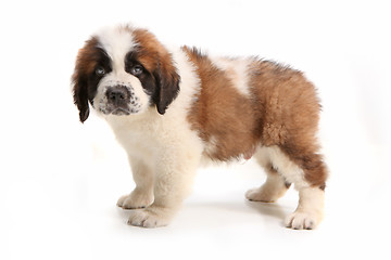 Image showing Side View of Saint Bernard Puppy Looking Droopy