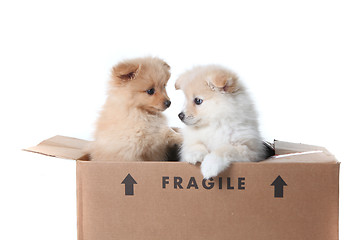 Image showing Pomeranian Puppies Inside a Cardboard Box