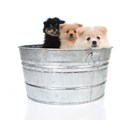 Image showing Pomeranian Puppies in an Old Washtub