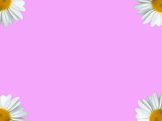 Image showing Chamomile corners pink